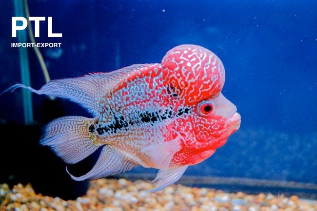 PTL-TN955  CICHLASOMA SP. FLOWER HORN GRADO A